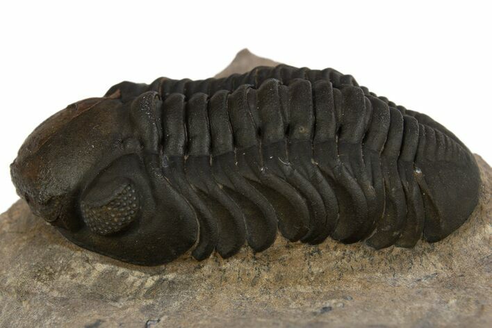 Prone Reedops Trilobite - Atchana, Morocco #310259